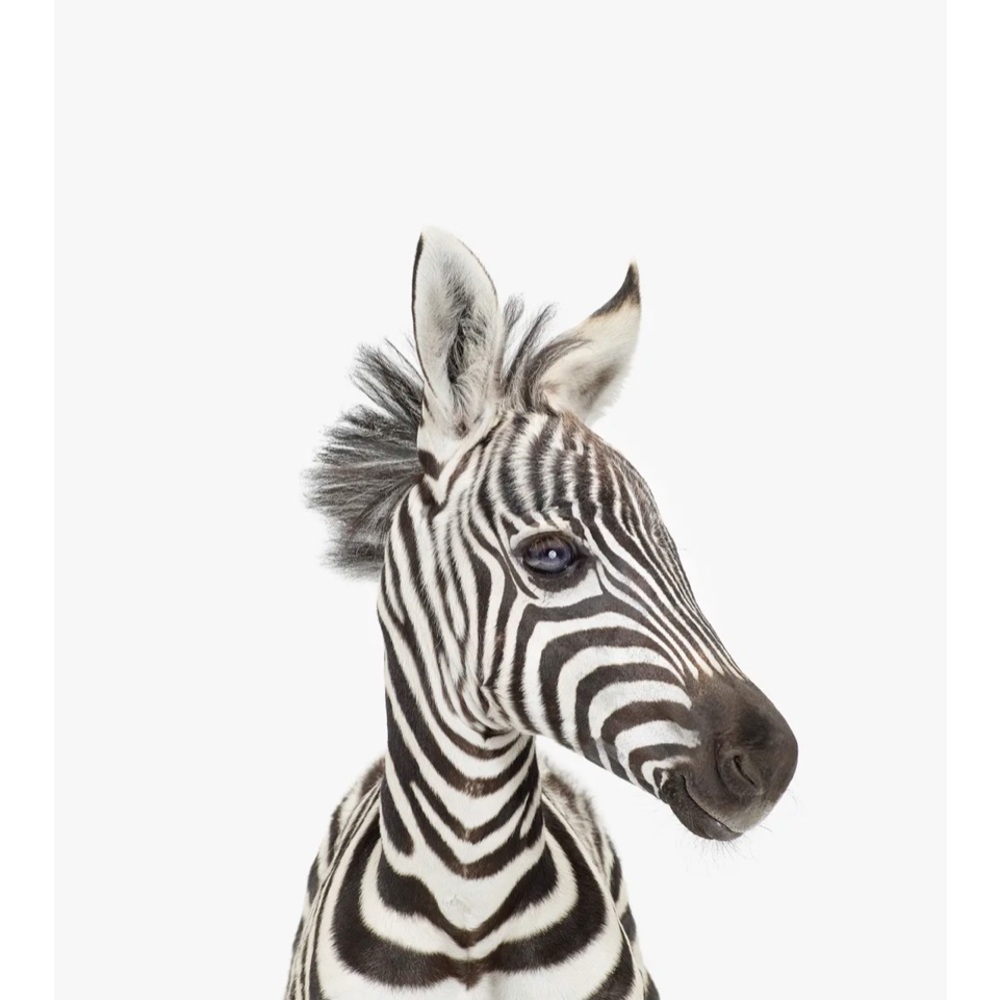 Two original prints by Sharon Montrose for The Animal Print Studio. 8.5 x 11 - Picture 3 of 12